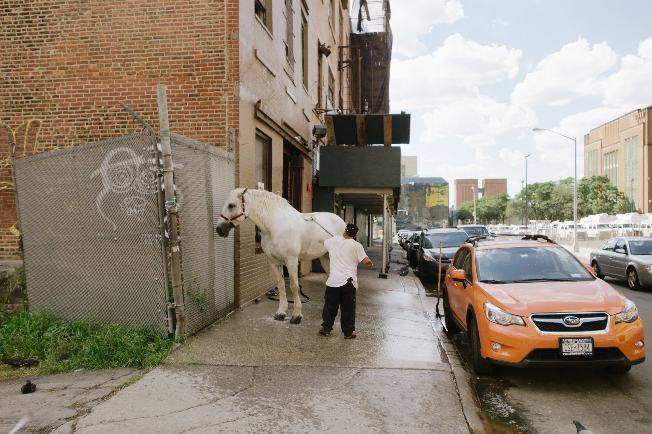 Man scrubbing horse on sidewalk.