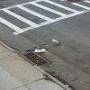 A seagull contemplates consumption of Corn Flakes scattered in the street A seagull contemplates consumption of Corn Flakes scattered in the street
