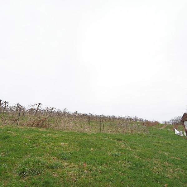 hillside green apple trees barren