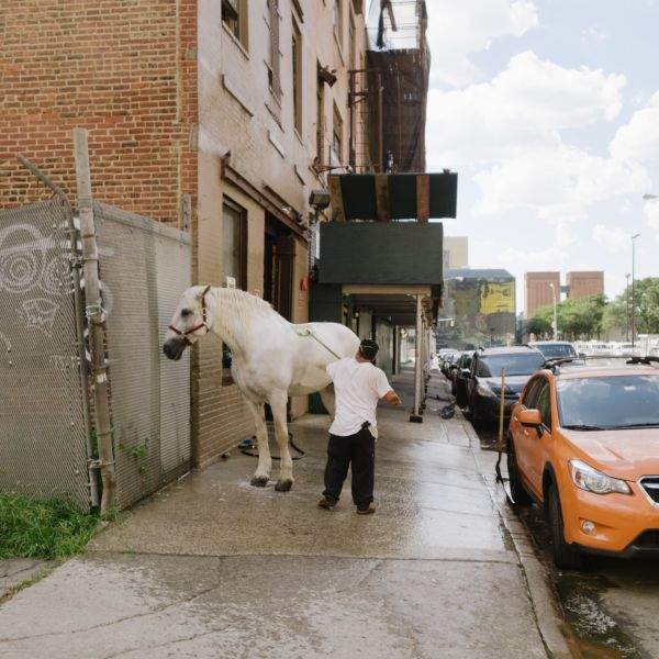 Man scrubbing horse on sidewalk.