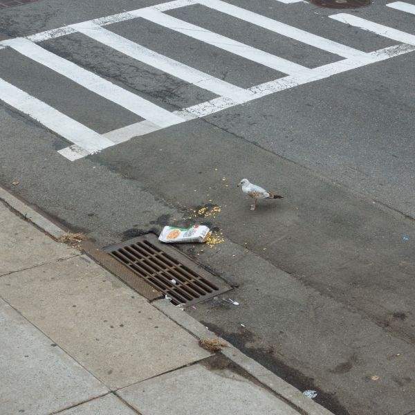 A seagull contemplates consumption of Corn Flakes scattered in the street