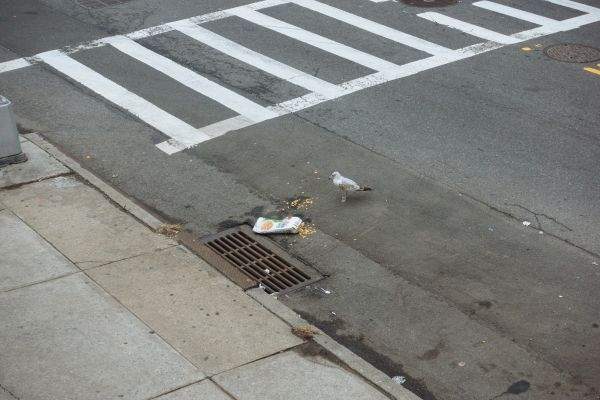 A seagull contemplates consumption of Corn Flakes scattered in the street