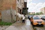 Man scrubbing horse on sidewalk.