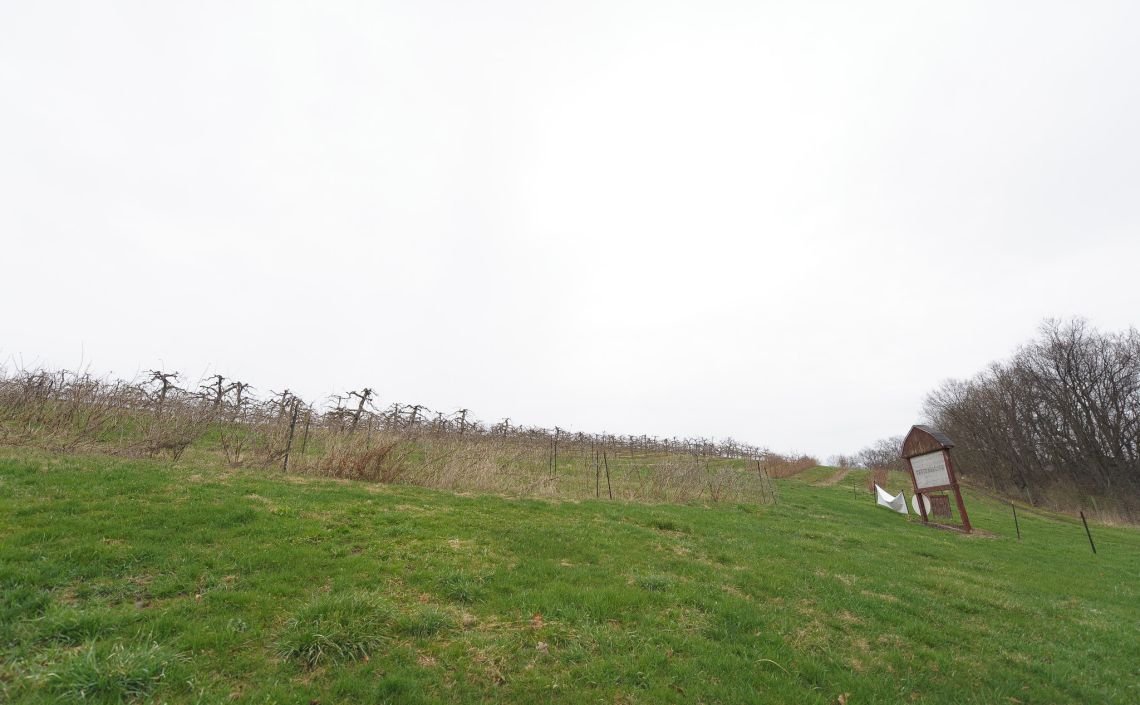 hillside green apple trees barren
