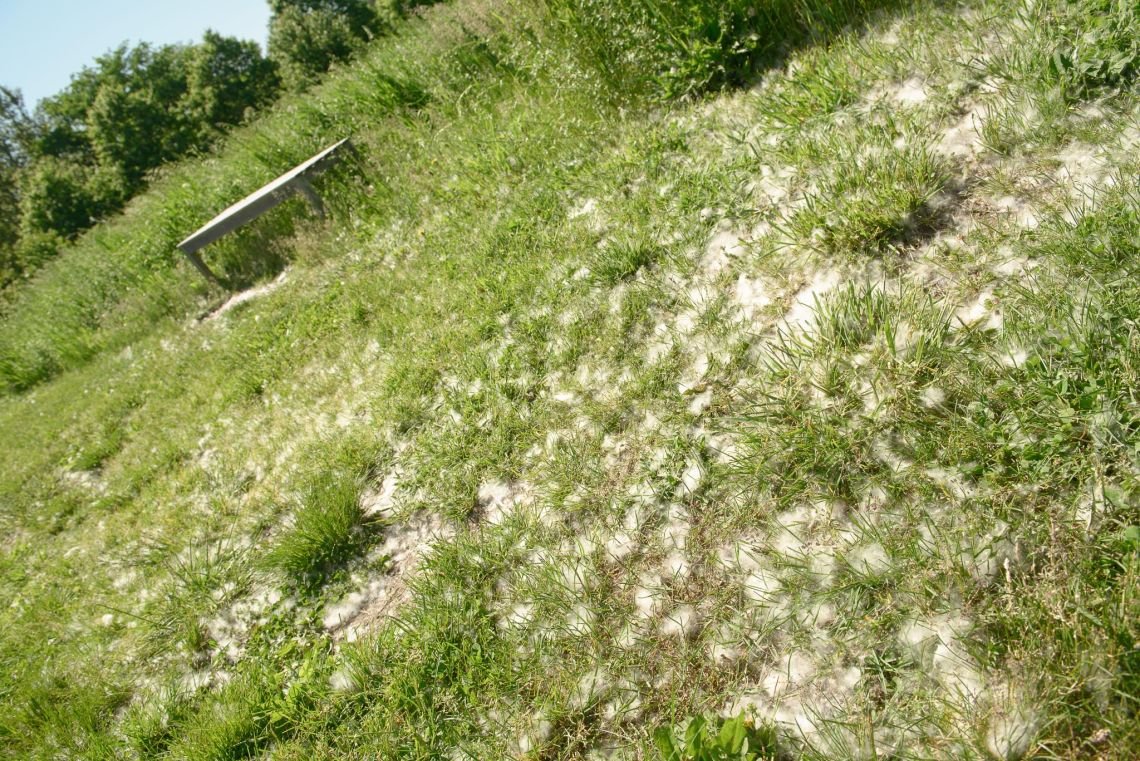 seeds grass storm king