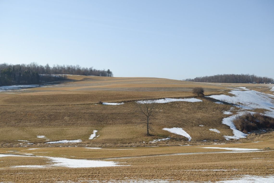 lone tree in field snowy