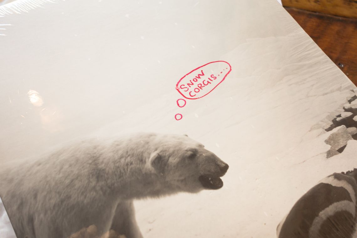 polar bear hungry for snow corgis