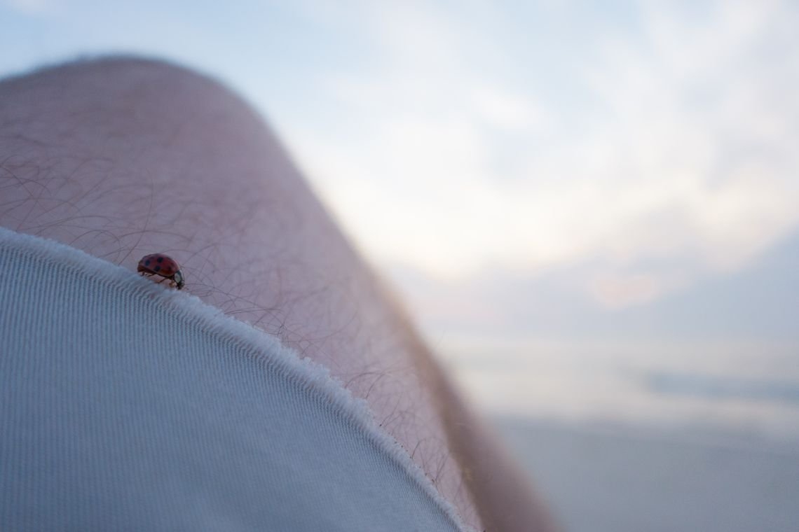 ladybug on thigh
