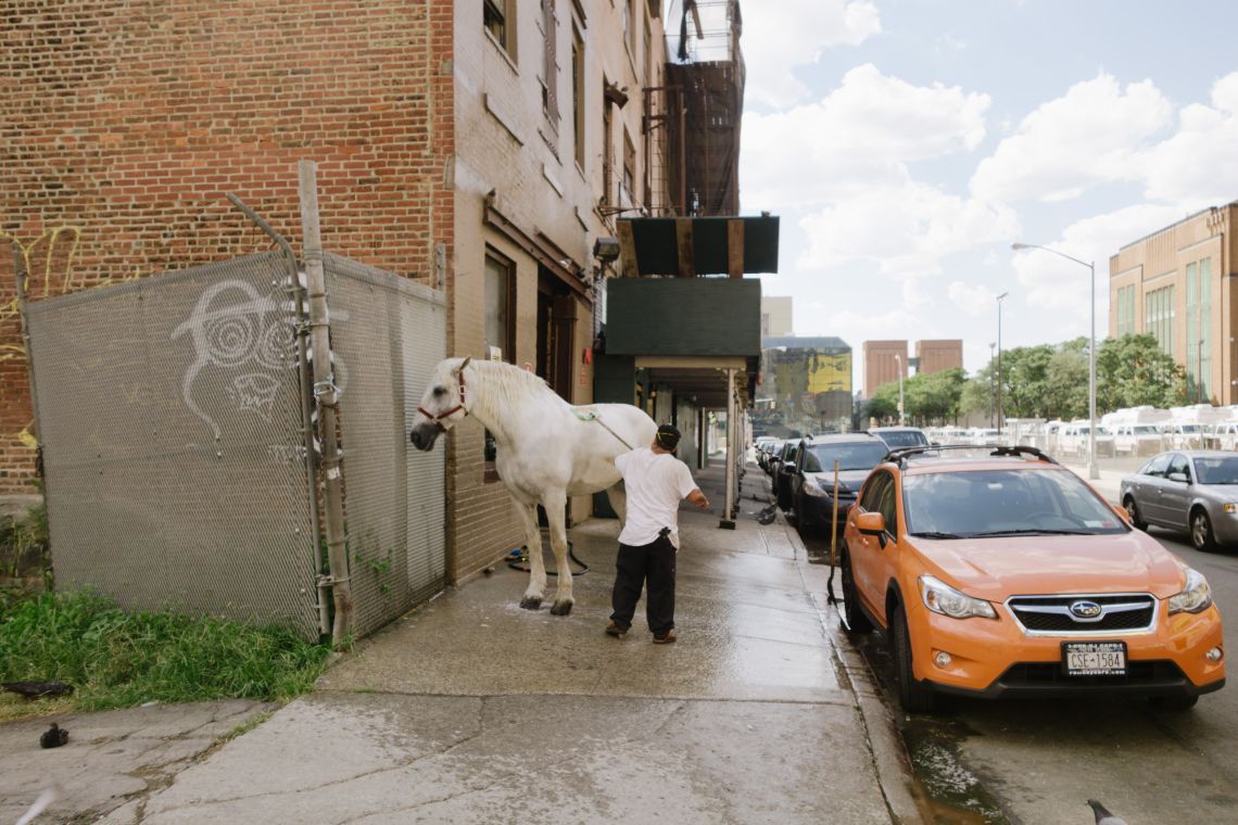 Man scrubbing horse on sidewalk.
