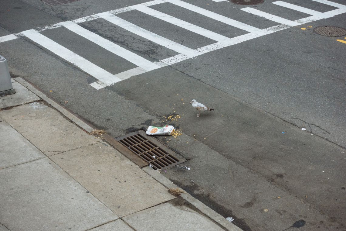 A seagull contemplates consumption of Corn Flakes scattered in the street