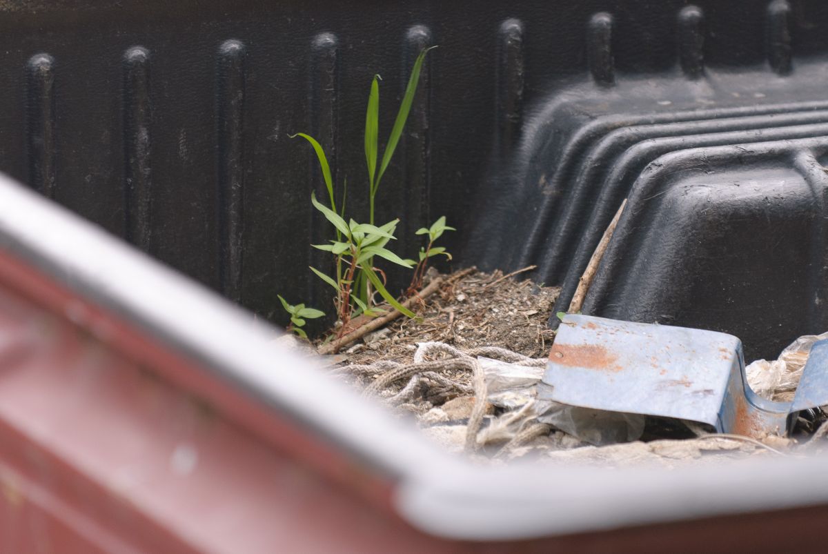 red pickup truck plant growing in bed pittsburgh
