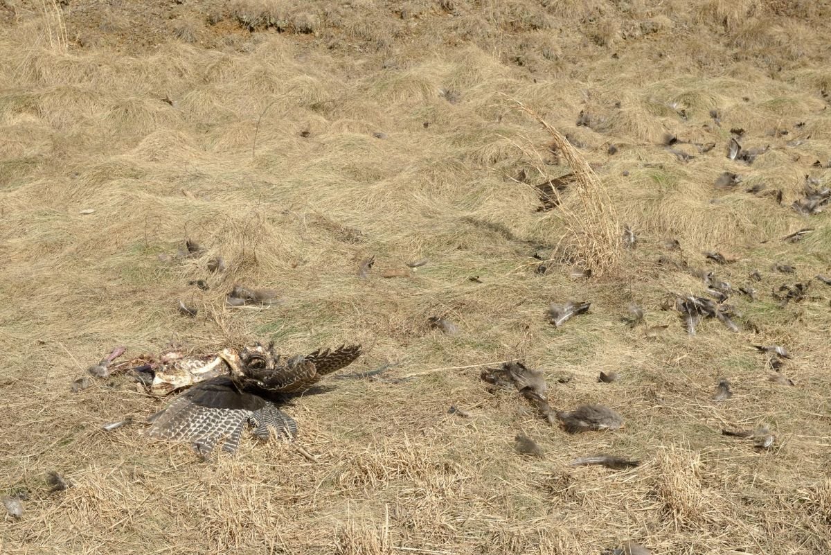 exploded turkey roadside