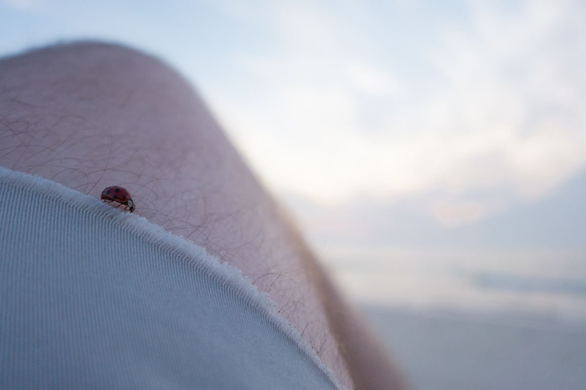 ladybug on thigh