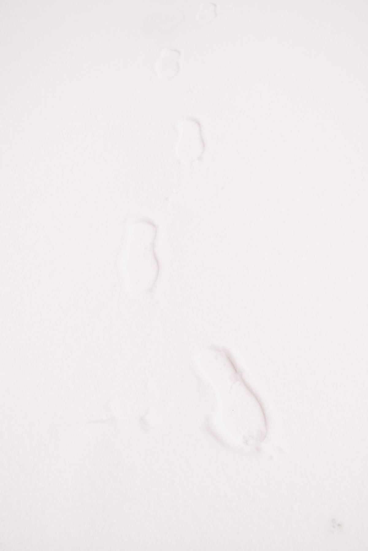 My footprints on virgin snow on Van Buren St