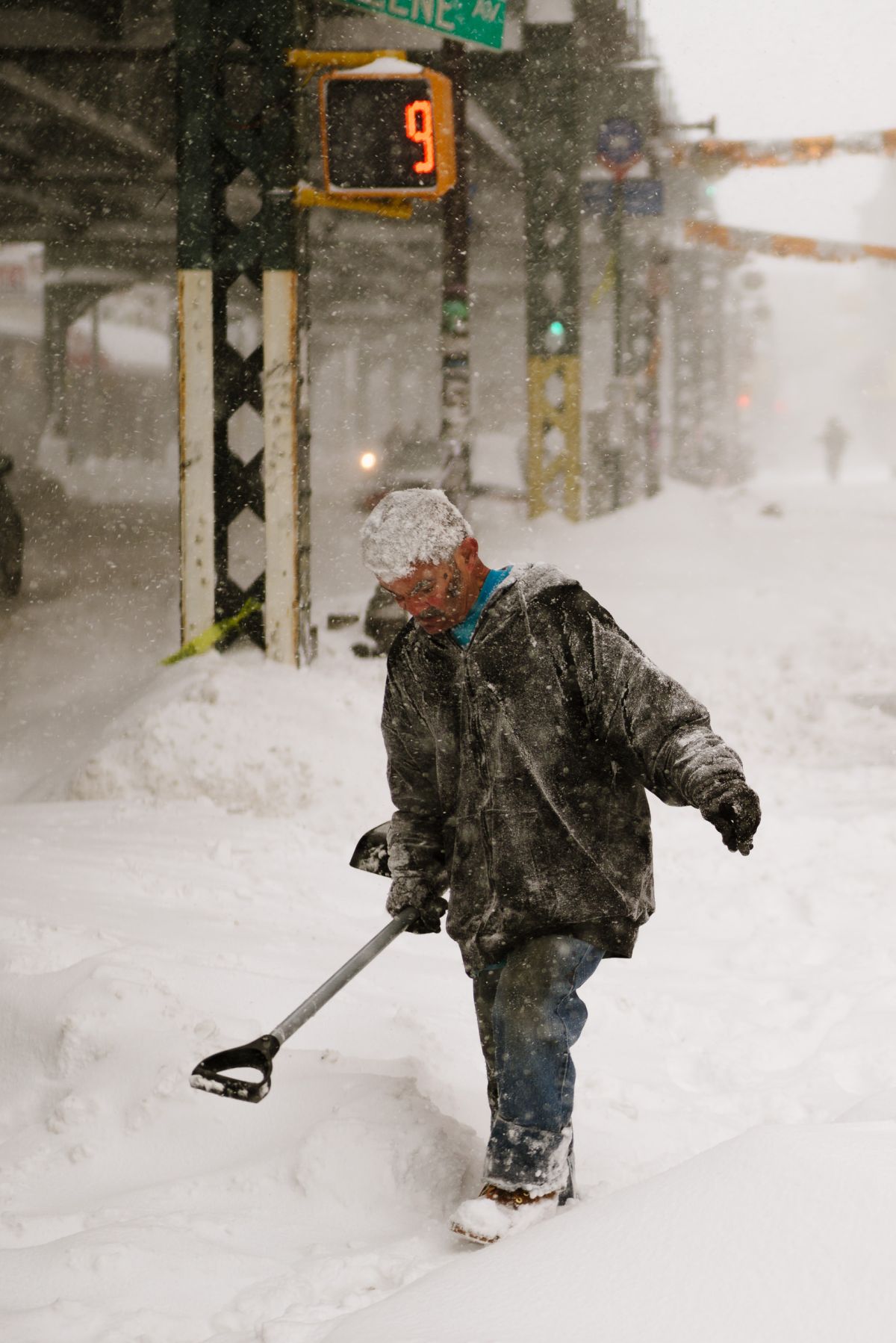 Shoveler on Broaday