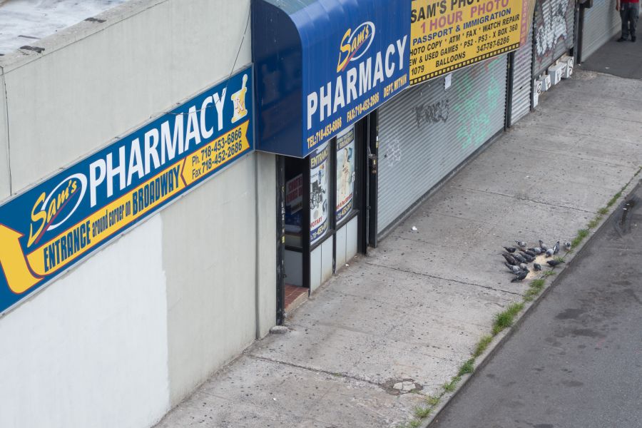 pigeons eating seed bed-stuy brooklyn