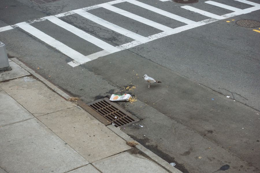 A seagull contemplates consumption of Corn Flakes scattered in the street